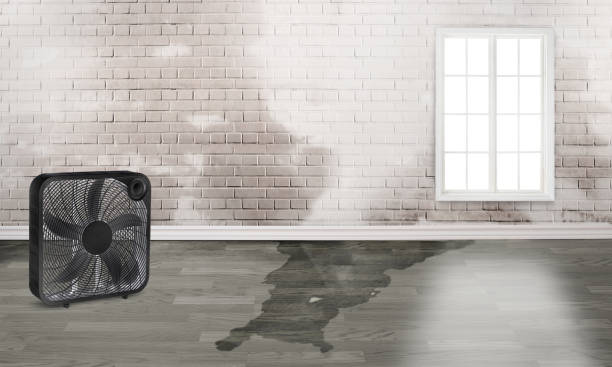 Best Basement water damage restoration  in Avenal, CA